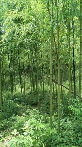 毛竹種植有哪注意事項(xiàng)